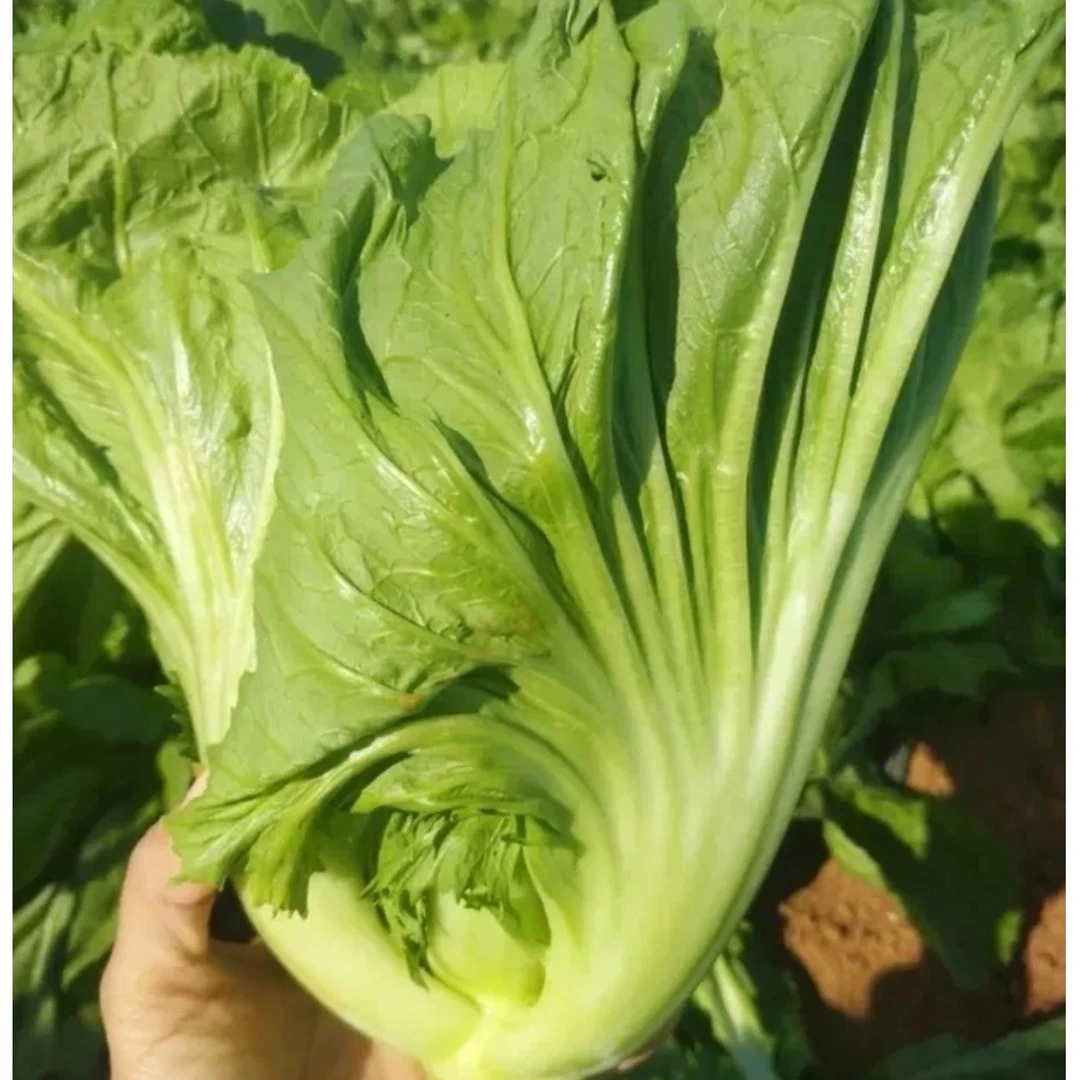 【大叶甜芥菜种子】家庭阳台小院盆栽地栽四季种植