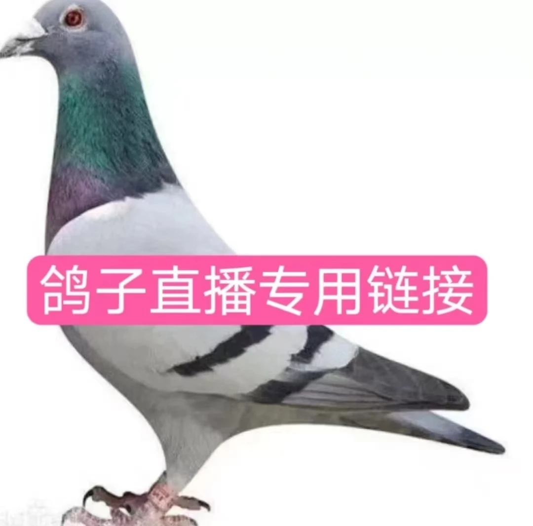 信鸽 成绩鸽 种鸽公棚地方赛