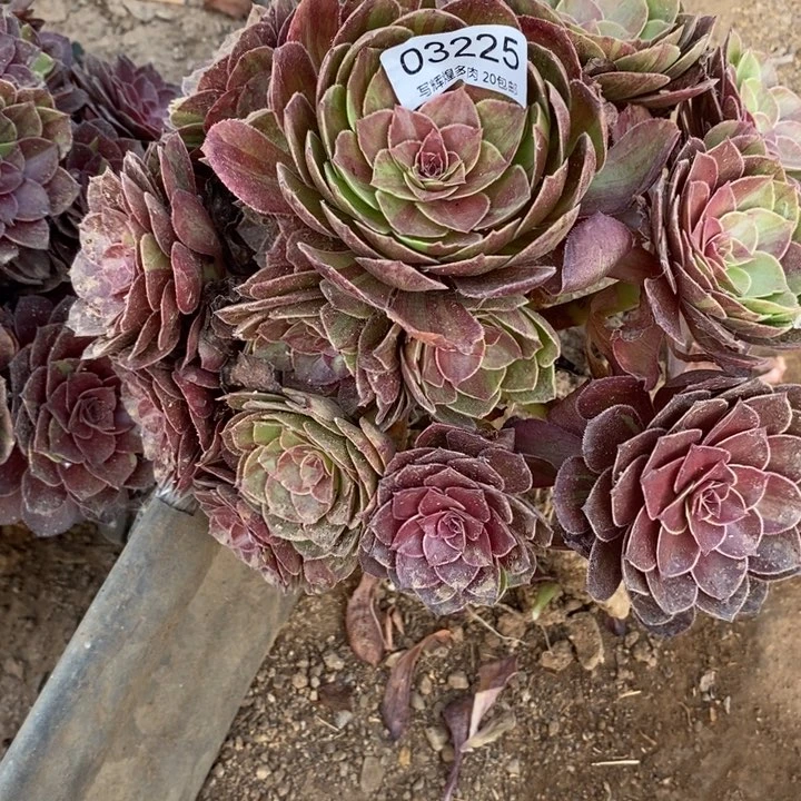 03225花月夜多破植物