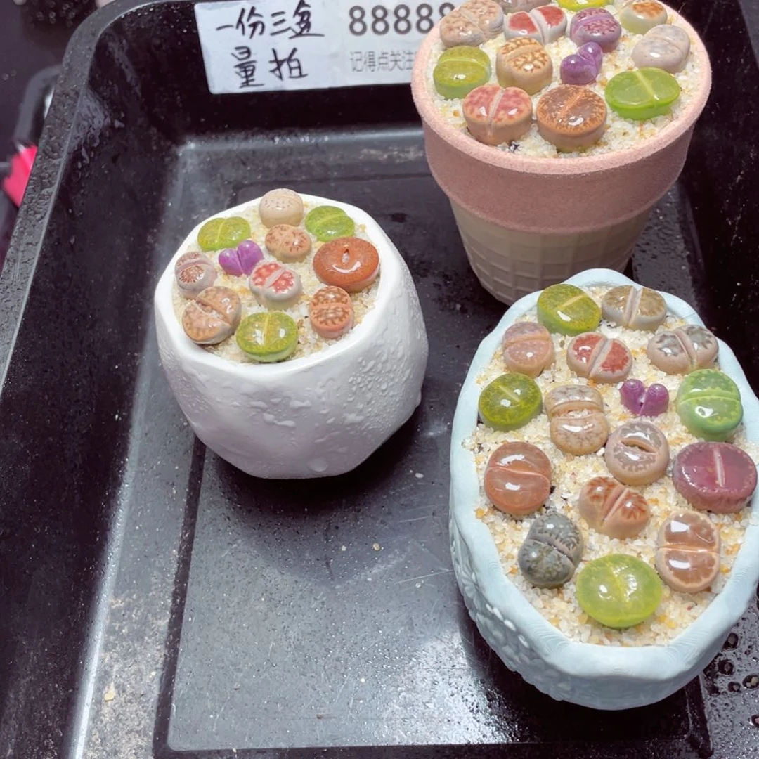 w88888一份三盆量拍