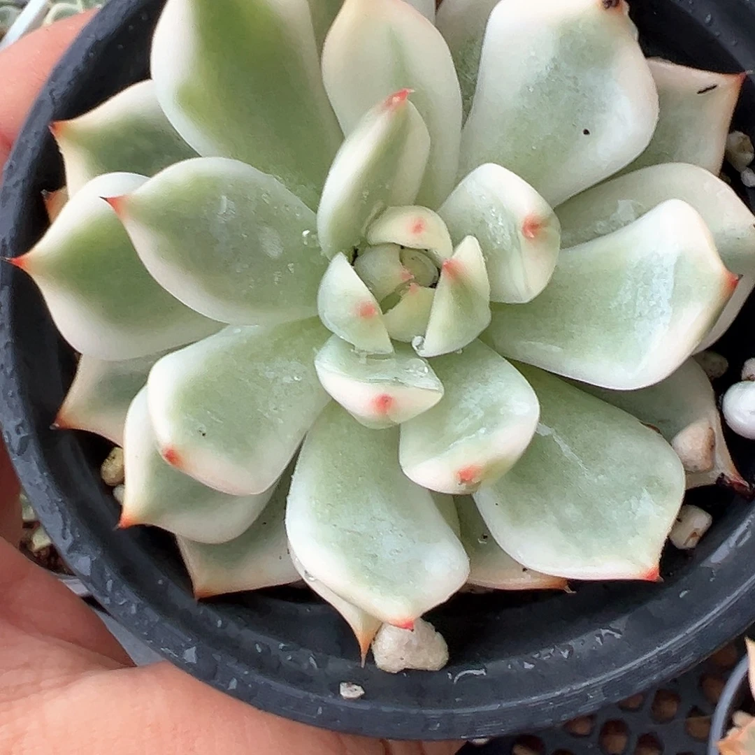 吉娃娃锦 小方花圃一单包邮非偏远