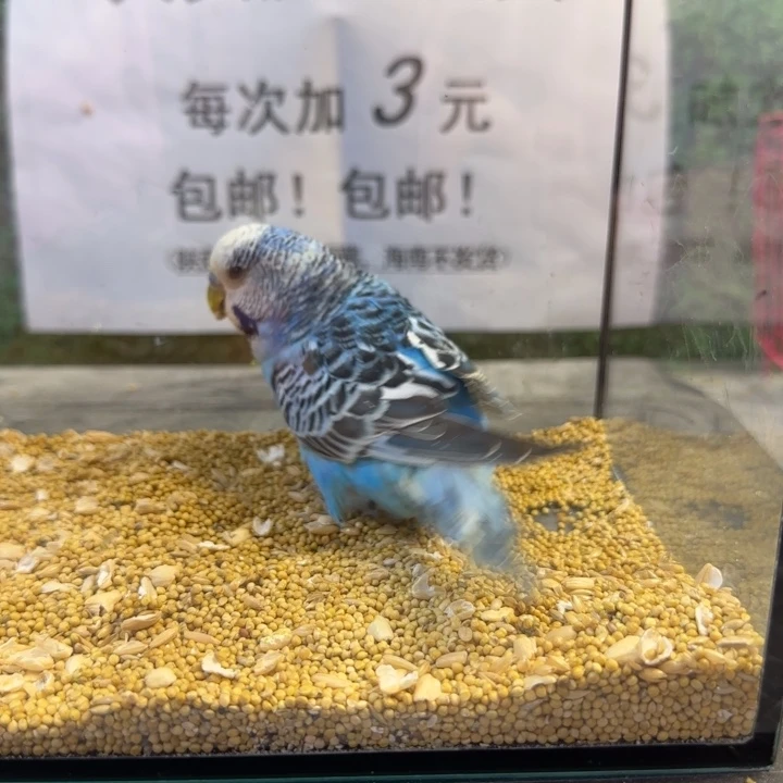 虎皮鹦鹉大头虎皮鹦鹉