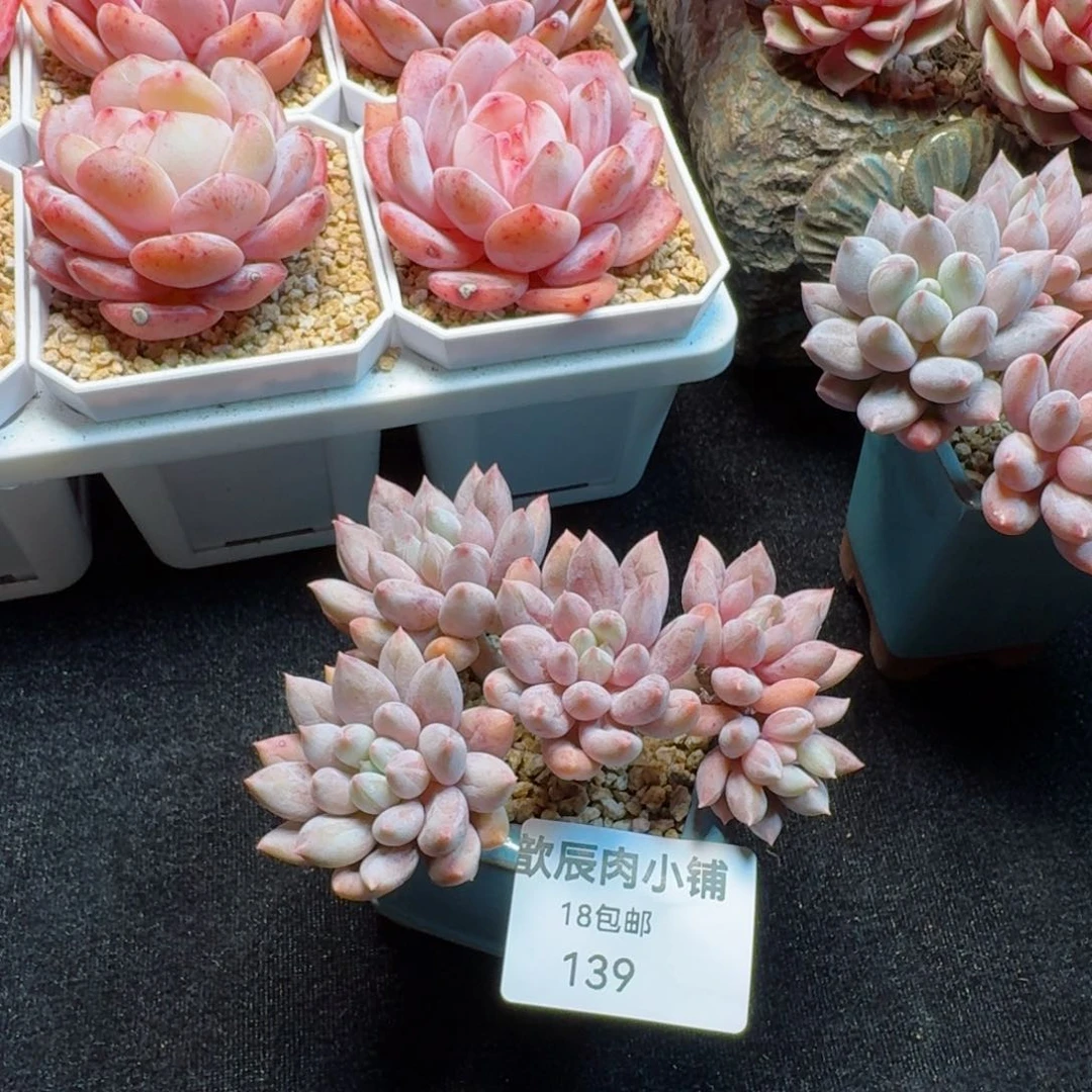 多肉植物  所罗门 139