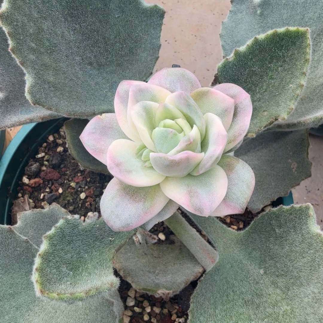 ****园可爱玫瑰彩锦，寄养