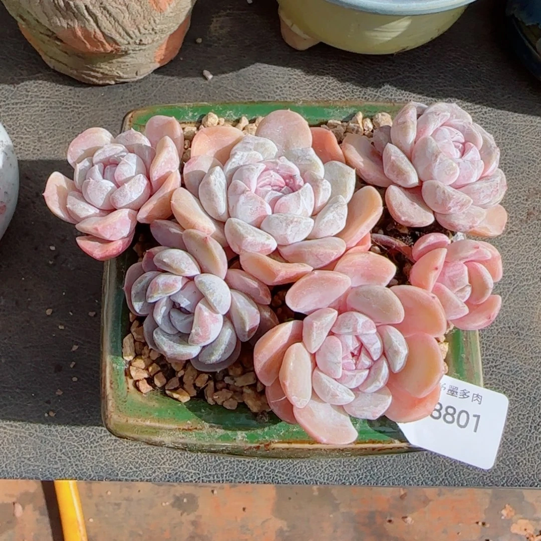 汉堡，8801多肉植物