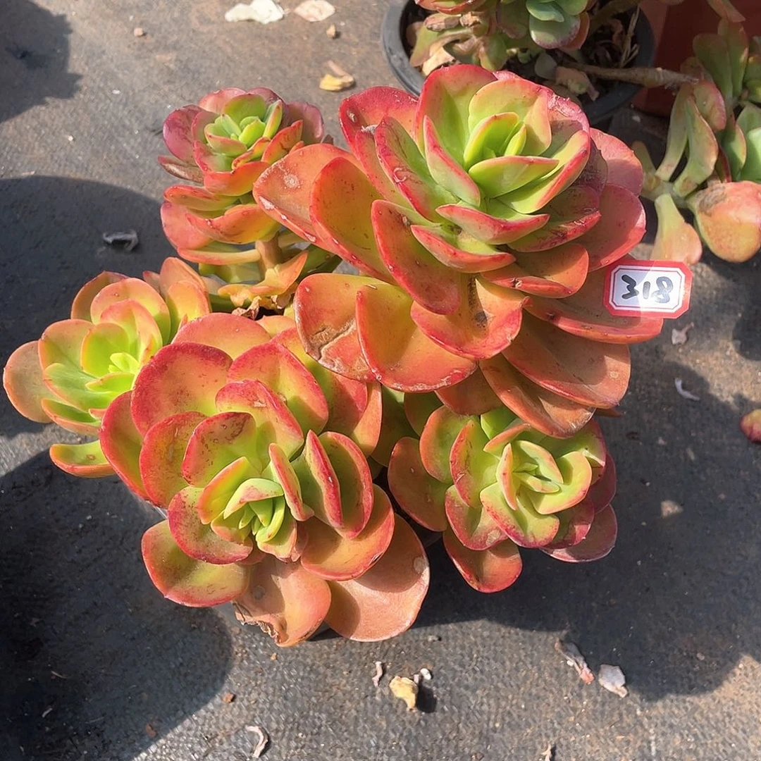 318红梅 一物一拍多肉