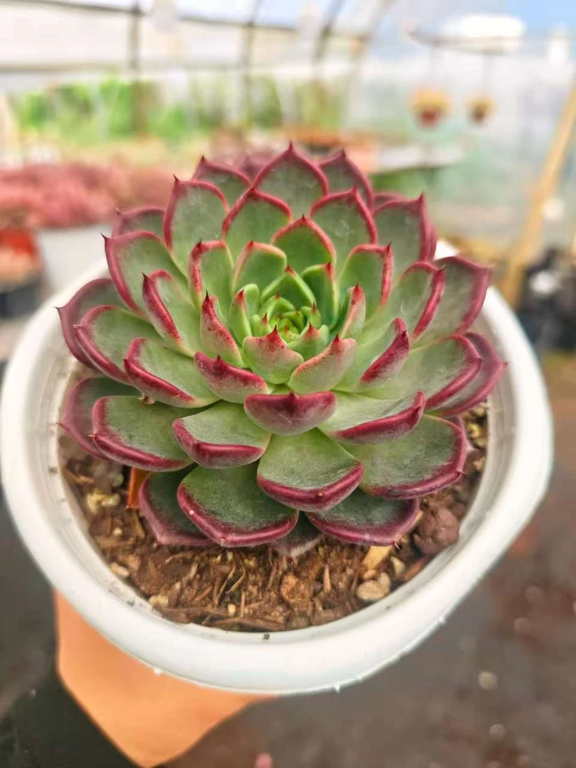 沙罗姬     11多肉