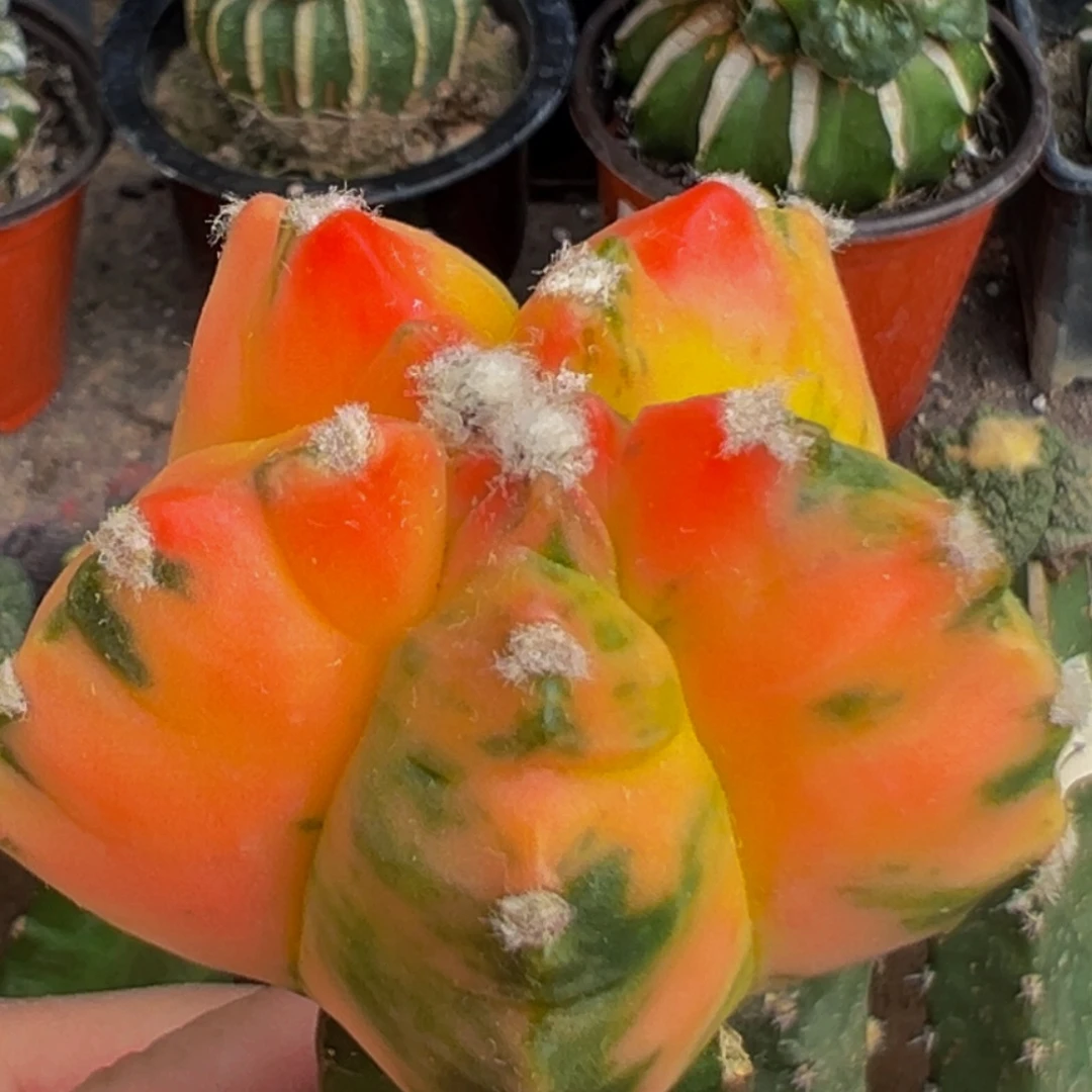 无花朵红锦散班龟甲鸾凤玉713