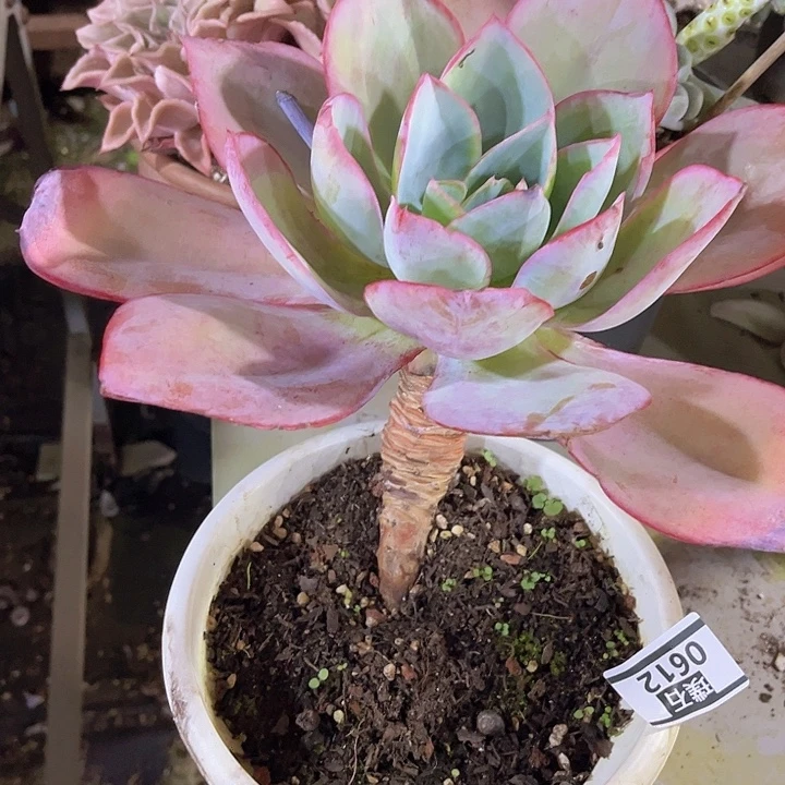 肯尼迪0612多肉植物