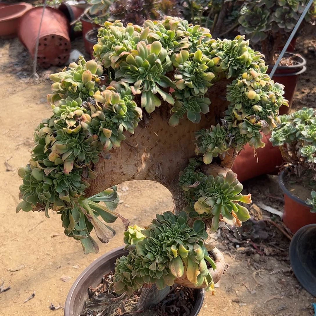 多肉植物小叶香炉盘缀