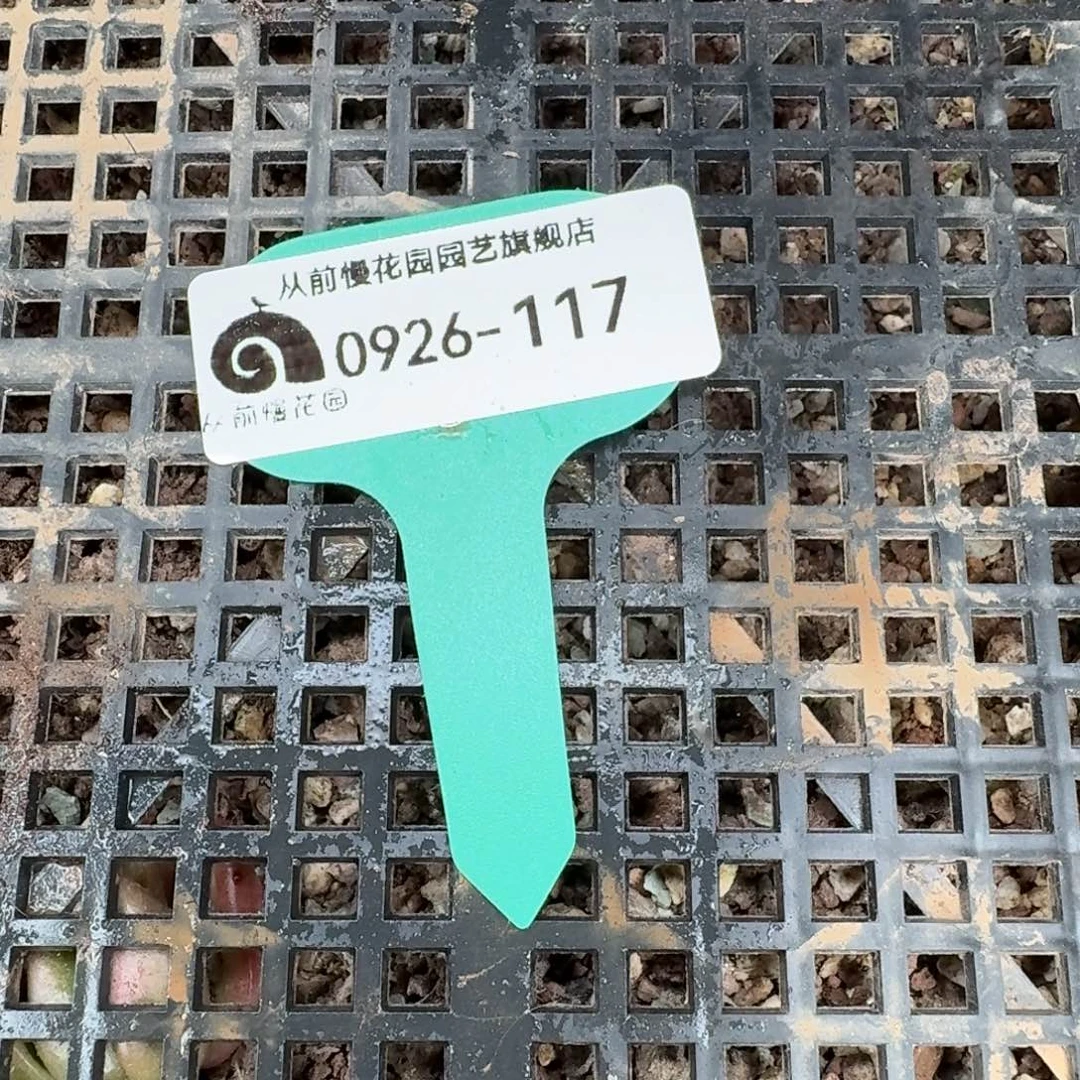 从前慢多肉精选超级0926.117