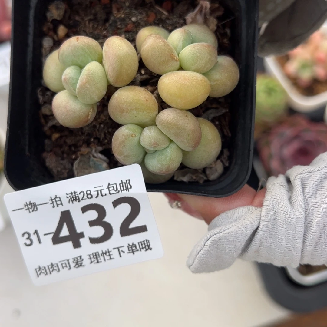 萤火虫奶多肉多多肉多肉