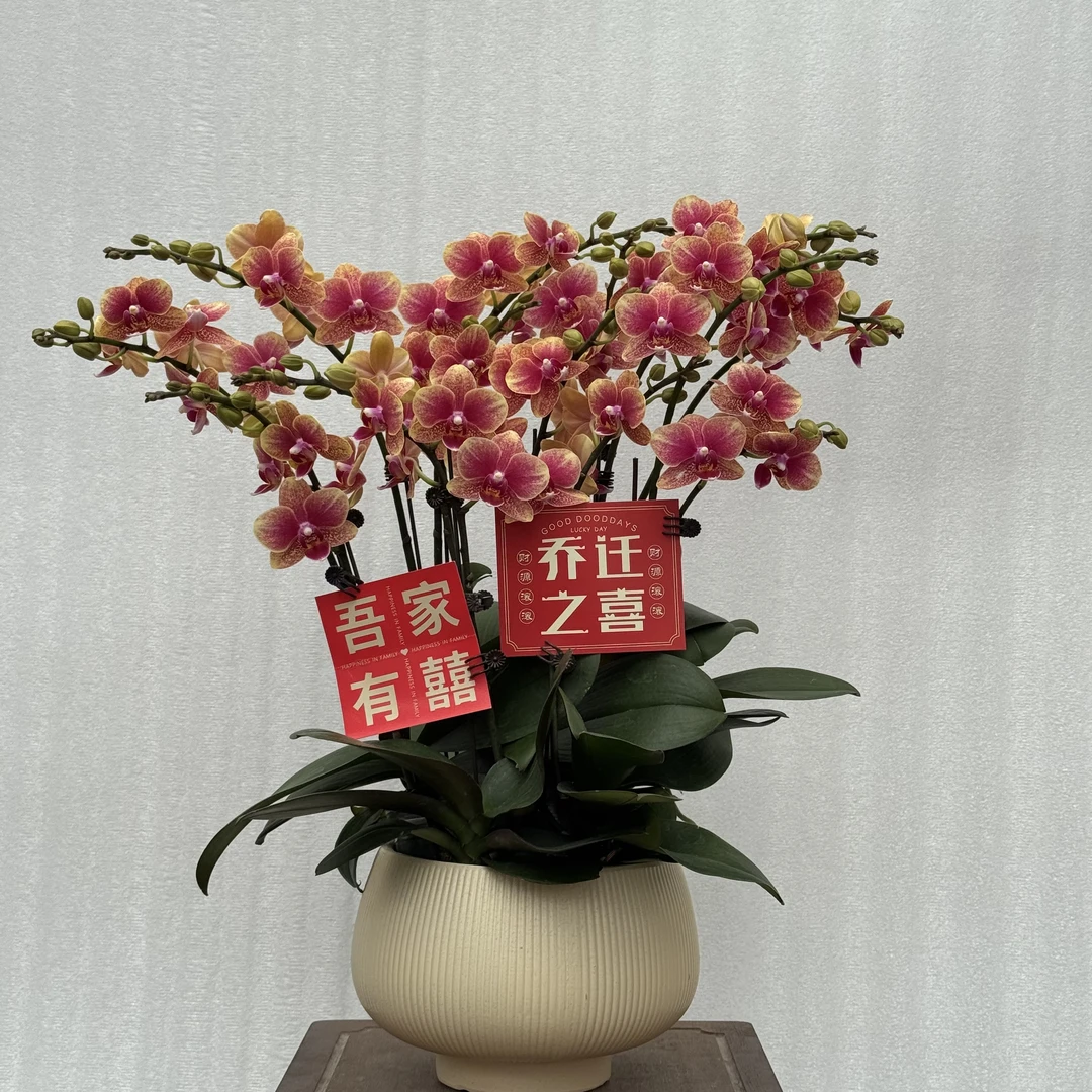 国之兰 [聚宝盆]经典爆款红黄色系蝴蝶兰 懒人室内花卉 基地直发