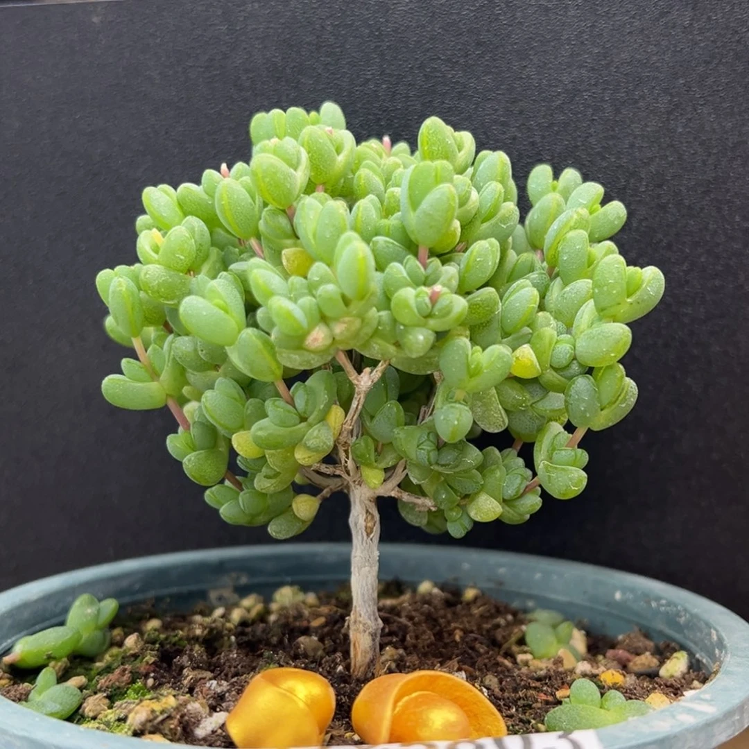 dy5803直杆棒棒糖元宝冠幅8.5cm