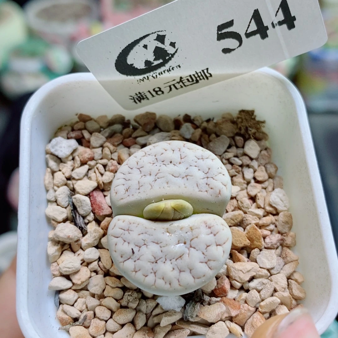 生石花花花花花花花544
