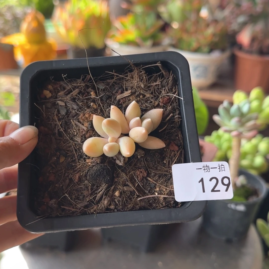 132号 一物一拍 一物一拍