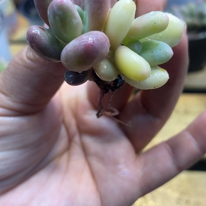 奶杂锦，奶尖尖！！