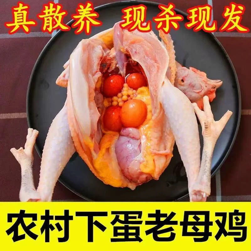 散养正宗走地老母鸡新鲜现杀适合炖汤的土鸡