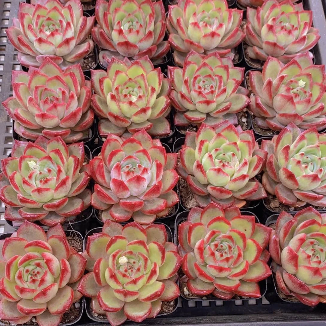 量拍43号 精品母本果冻夜魔侠单头一个