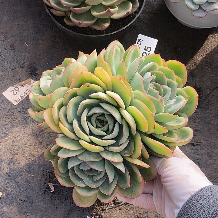 小七夕多肉晨露25