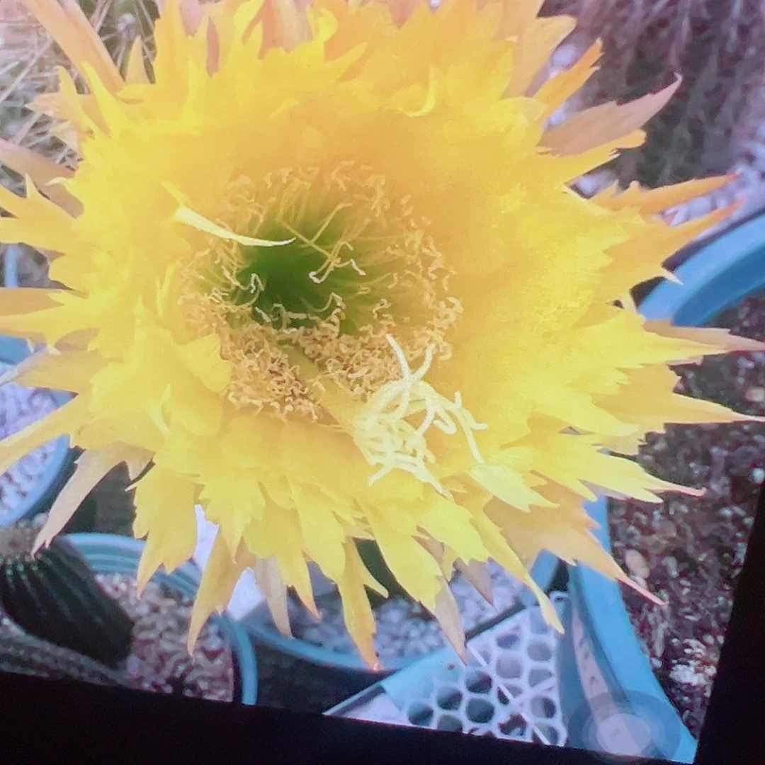 毛花柱 黄锯齿 侧芽 满20包邮