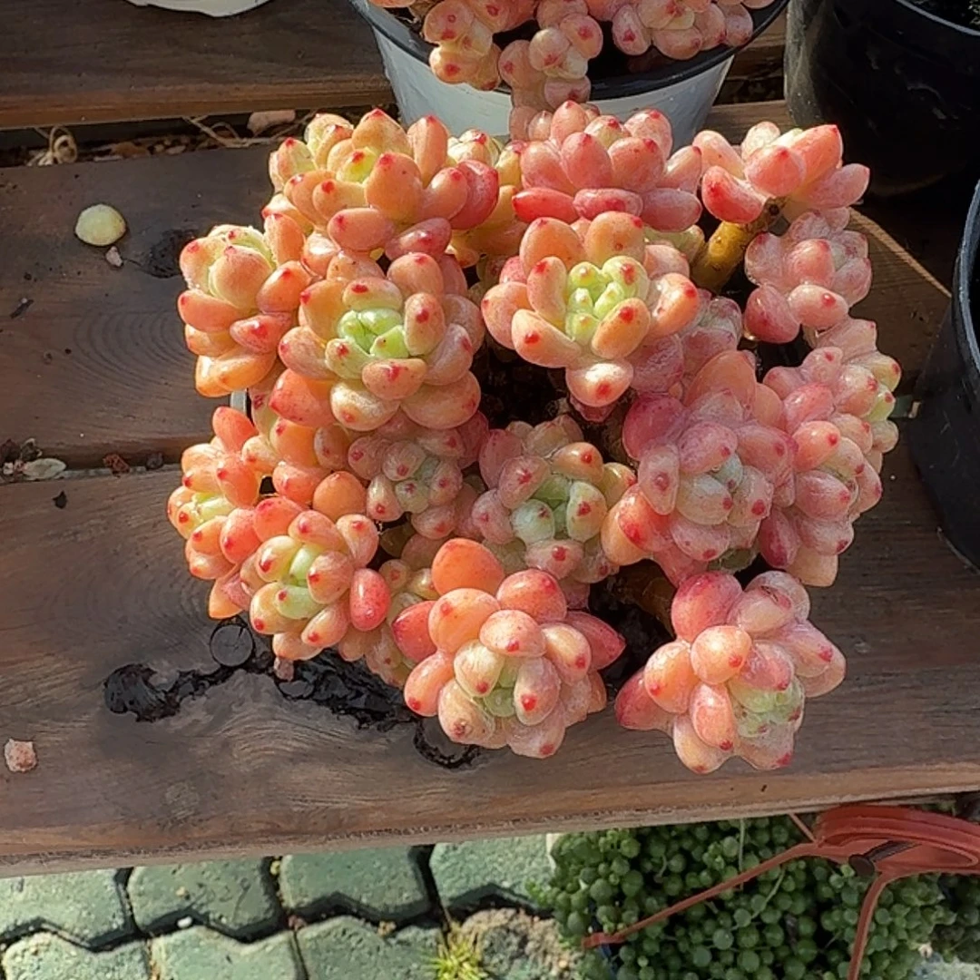 韩版罗琦多肉植物