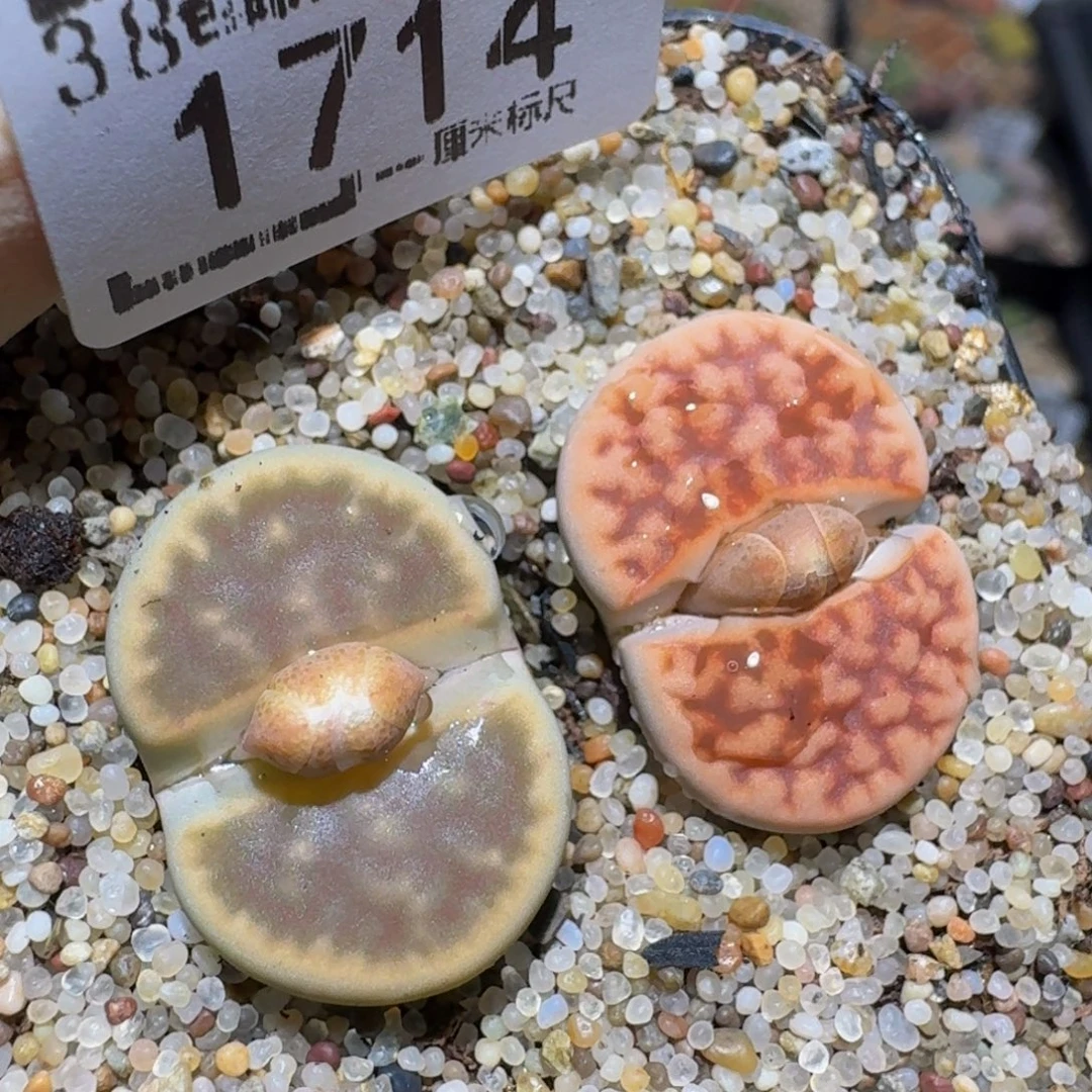 zzzx生石花肉锥1714
