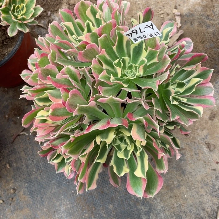 764白多肉12344578多肉