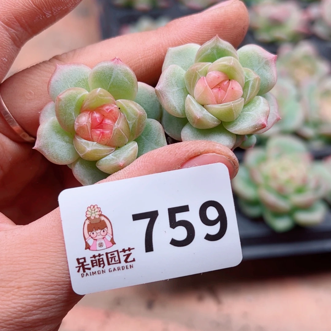 泡***x多肉植物多肉植物