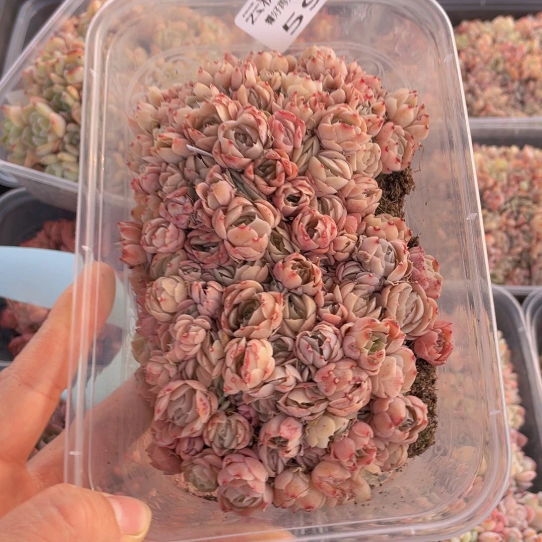 云糖心多肉植物599