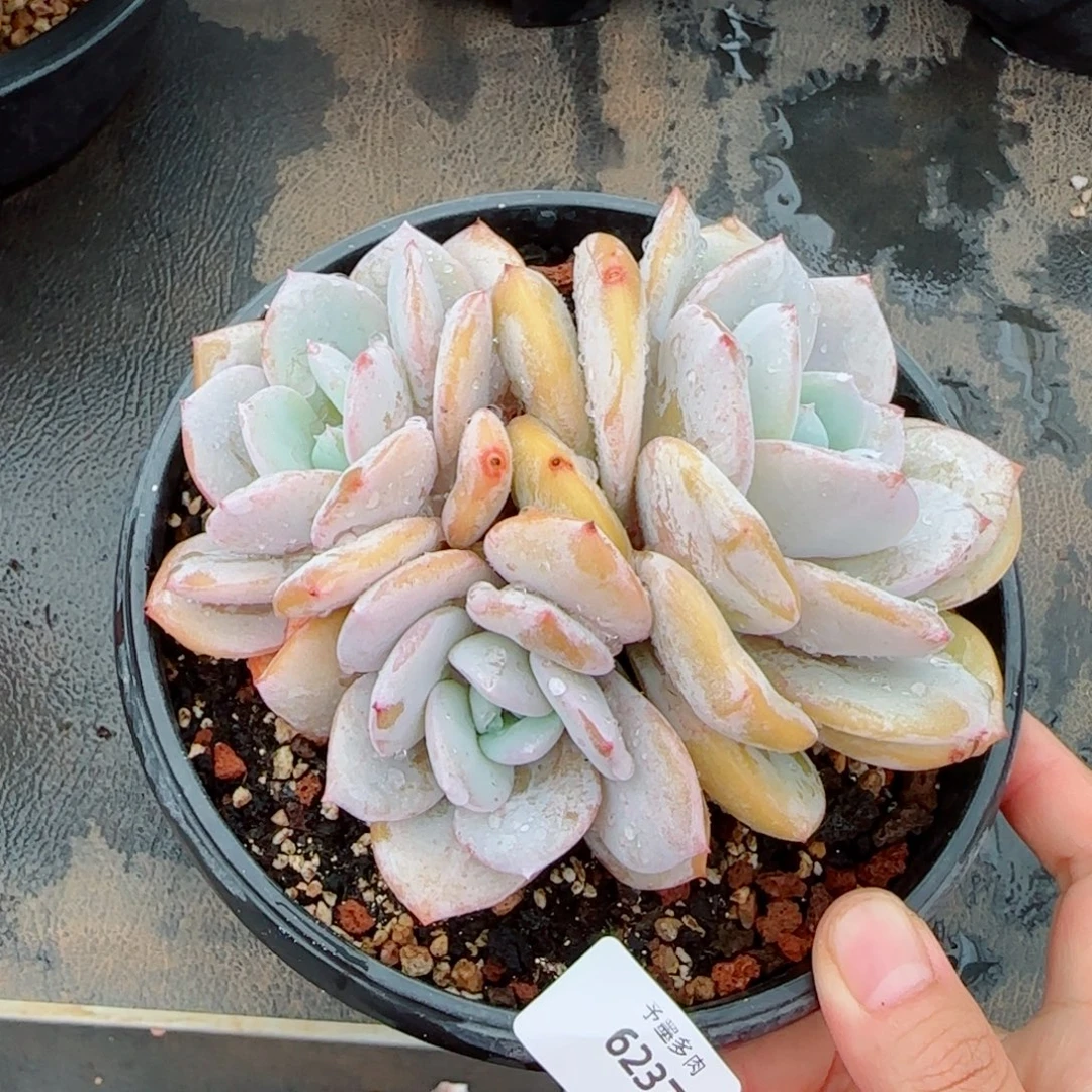 奶茶无砍，6237多肉植物