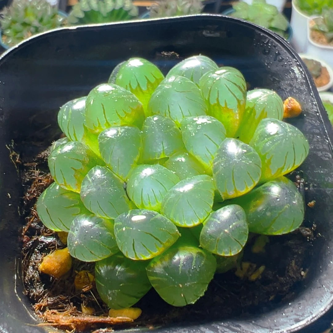 万象盆龙珠玉露多肉多肉