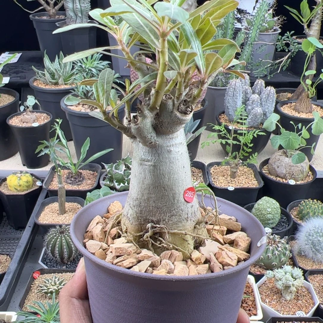 哥斯拉沙漠玫瑰一物一拍带盆发