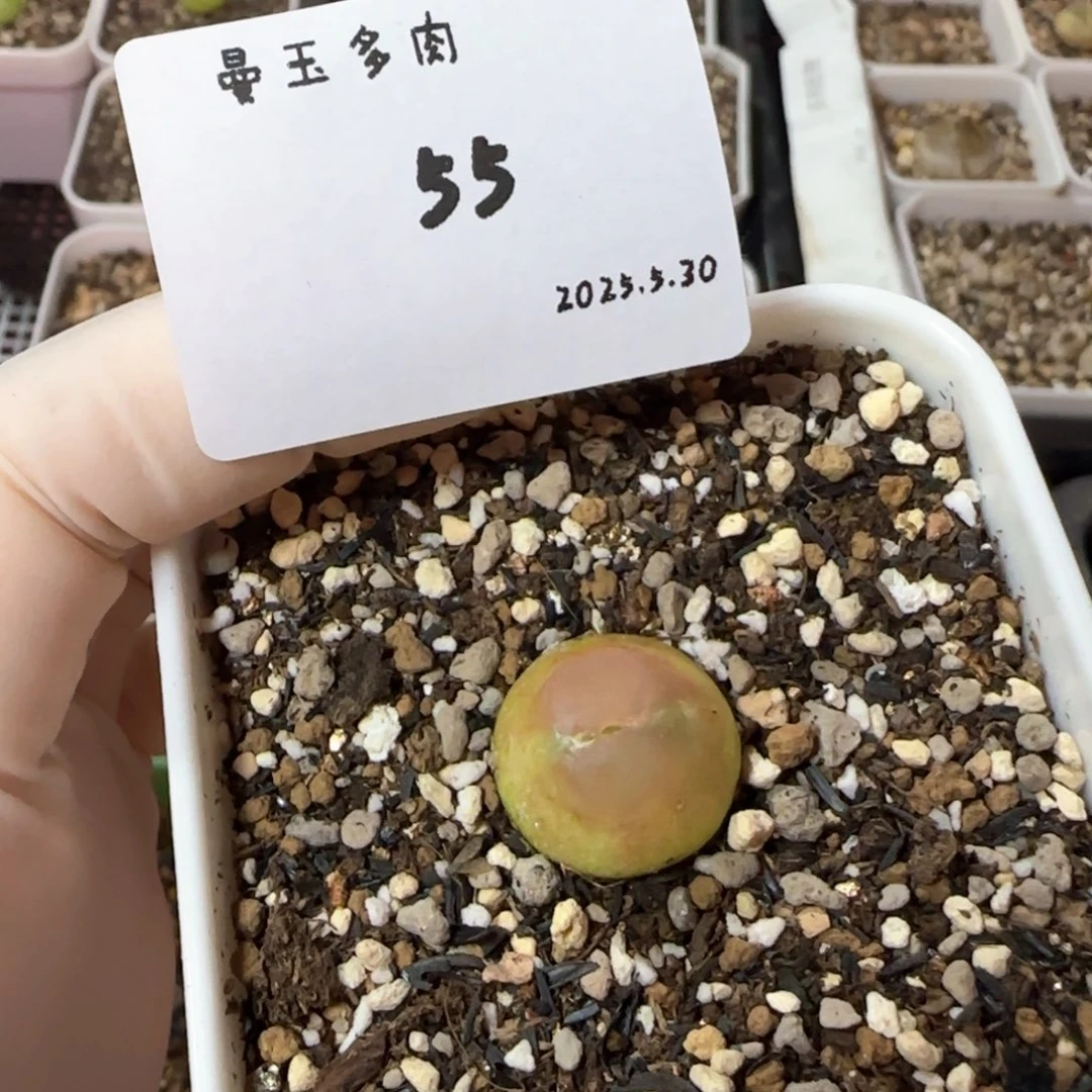 未*央多肉多肉多肉5.30-055