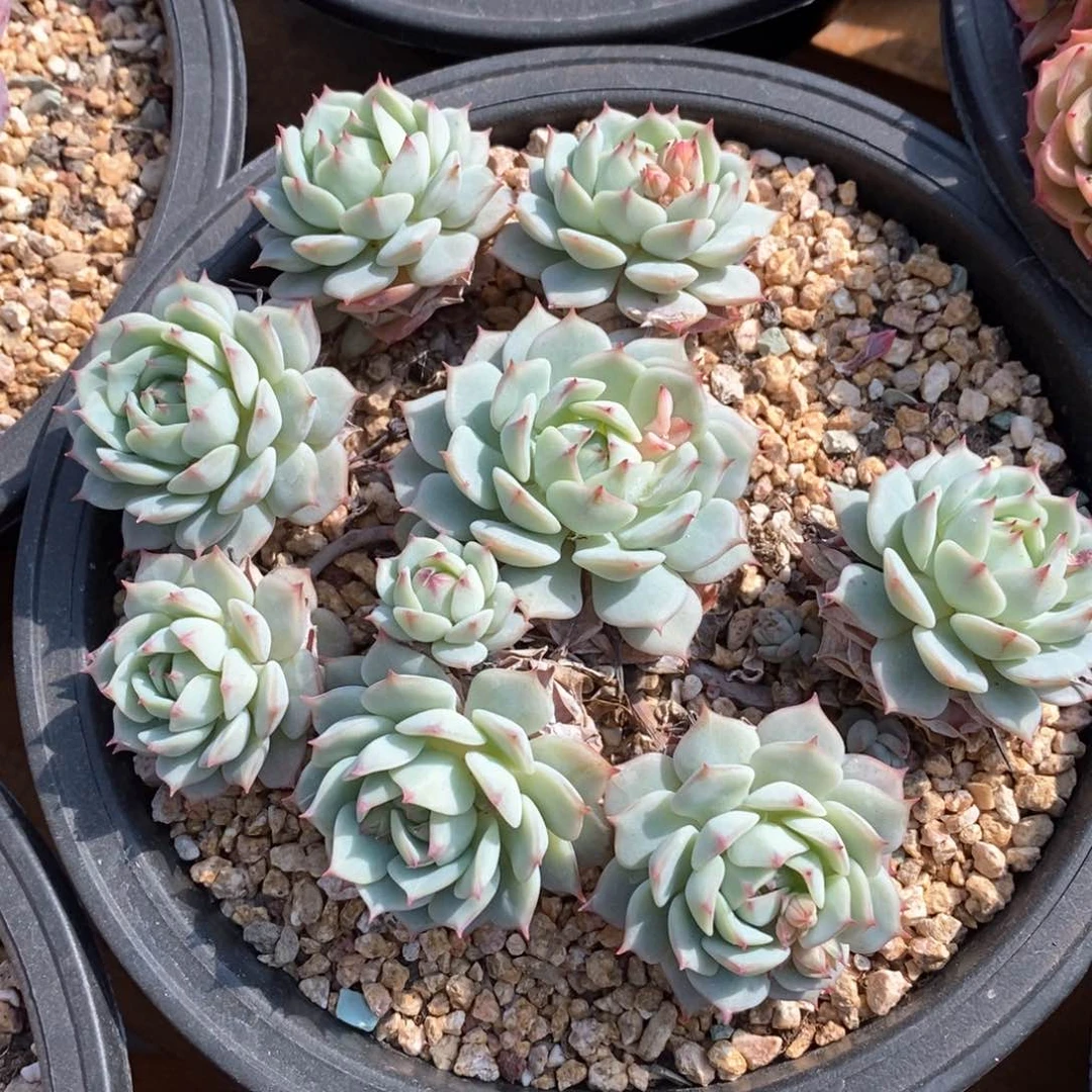 精品多肉一物一拍176