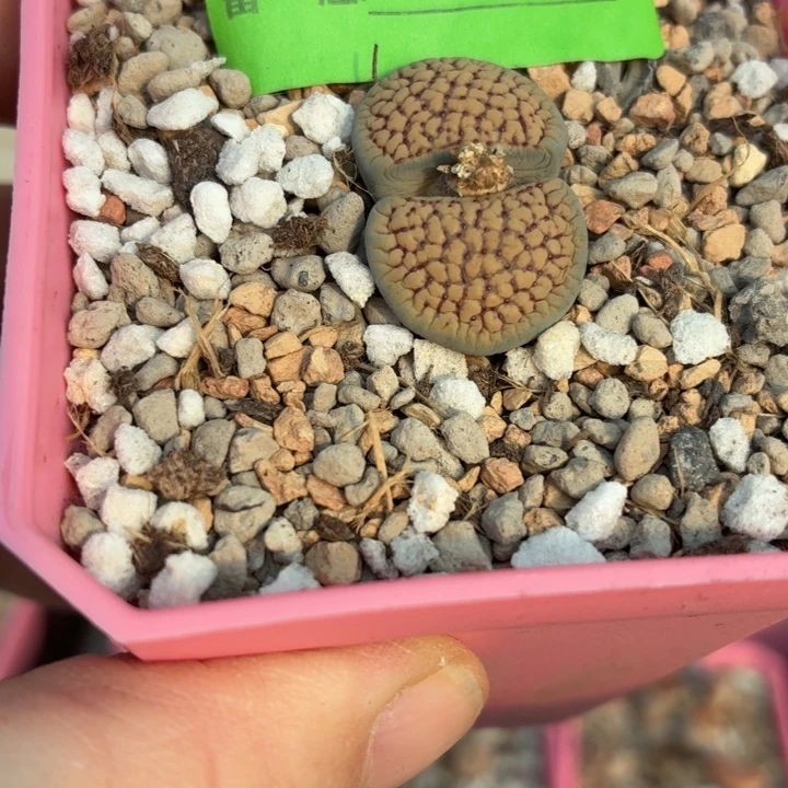 030c159血点朝贡玉