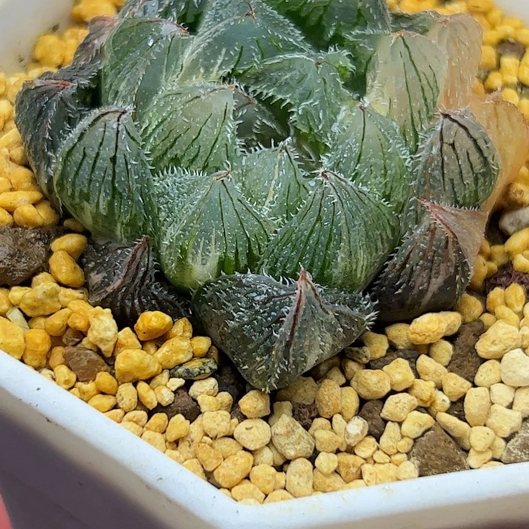 实生毛玉露锦十二卷多肉植物