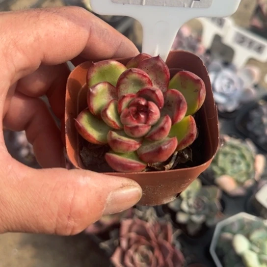 31万宝龙多肉植物的