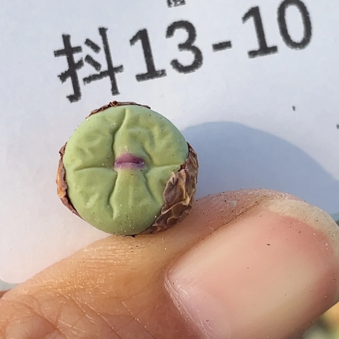 13-10嘴多肉植物肉锥