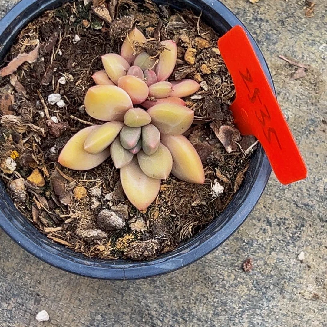 *️****2535号上午多肉植物群生