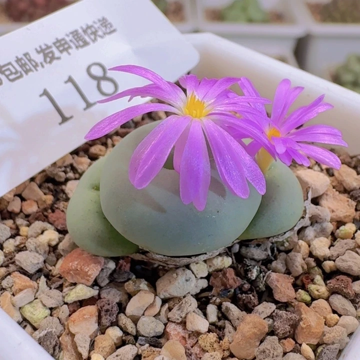 118。