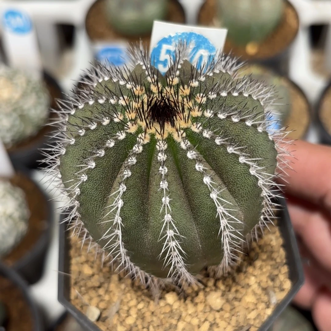 550实生尤伯球带盆带土发货