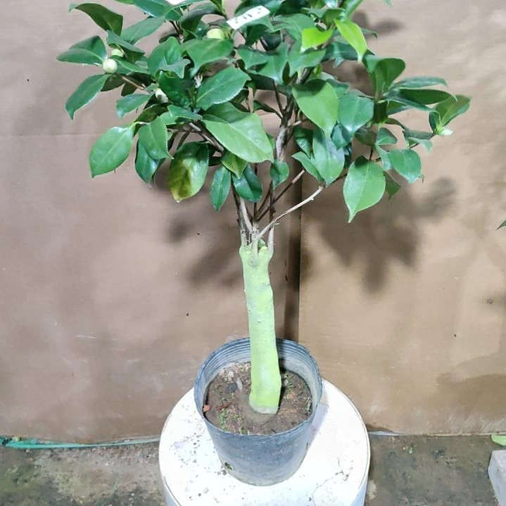 782白乔伊，原盆原土发货，不包邮