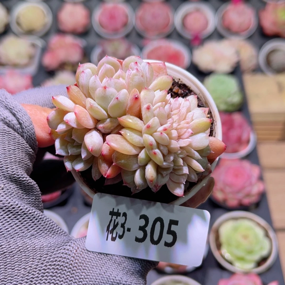 花03-305新品缀化