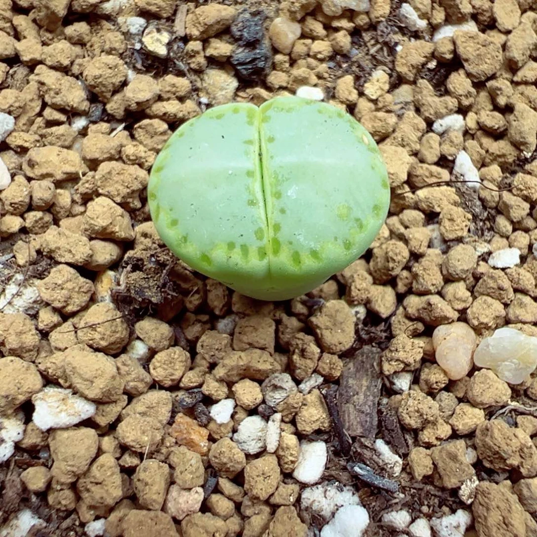 完全开放优秀的肉肉620-68
