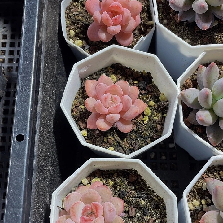 八角盆星星雪带盆土发