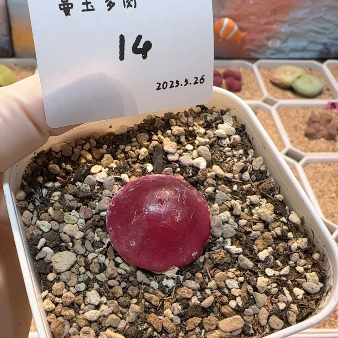 薄***?多肉多肉多肉5.26-014