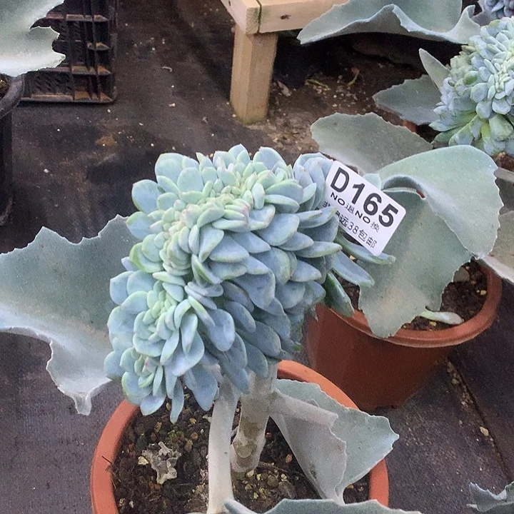 凤橙缀化 165 秒拍秒退拉黑