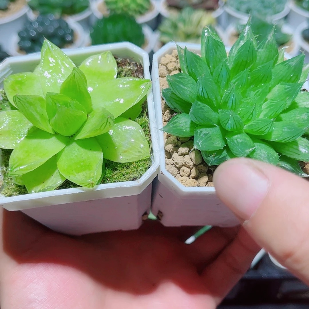 橘福福黄金矿工菜菜