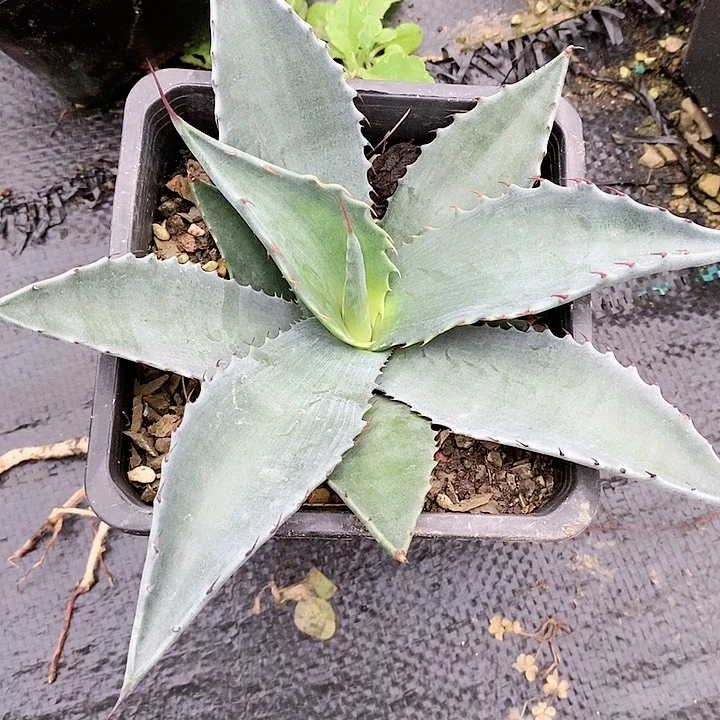 【闪购商品】習*_龙舌兰绿植